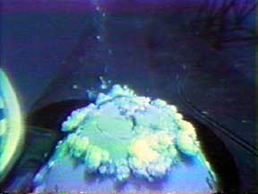 POMFLANT Photo